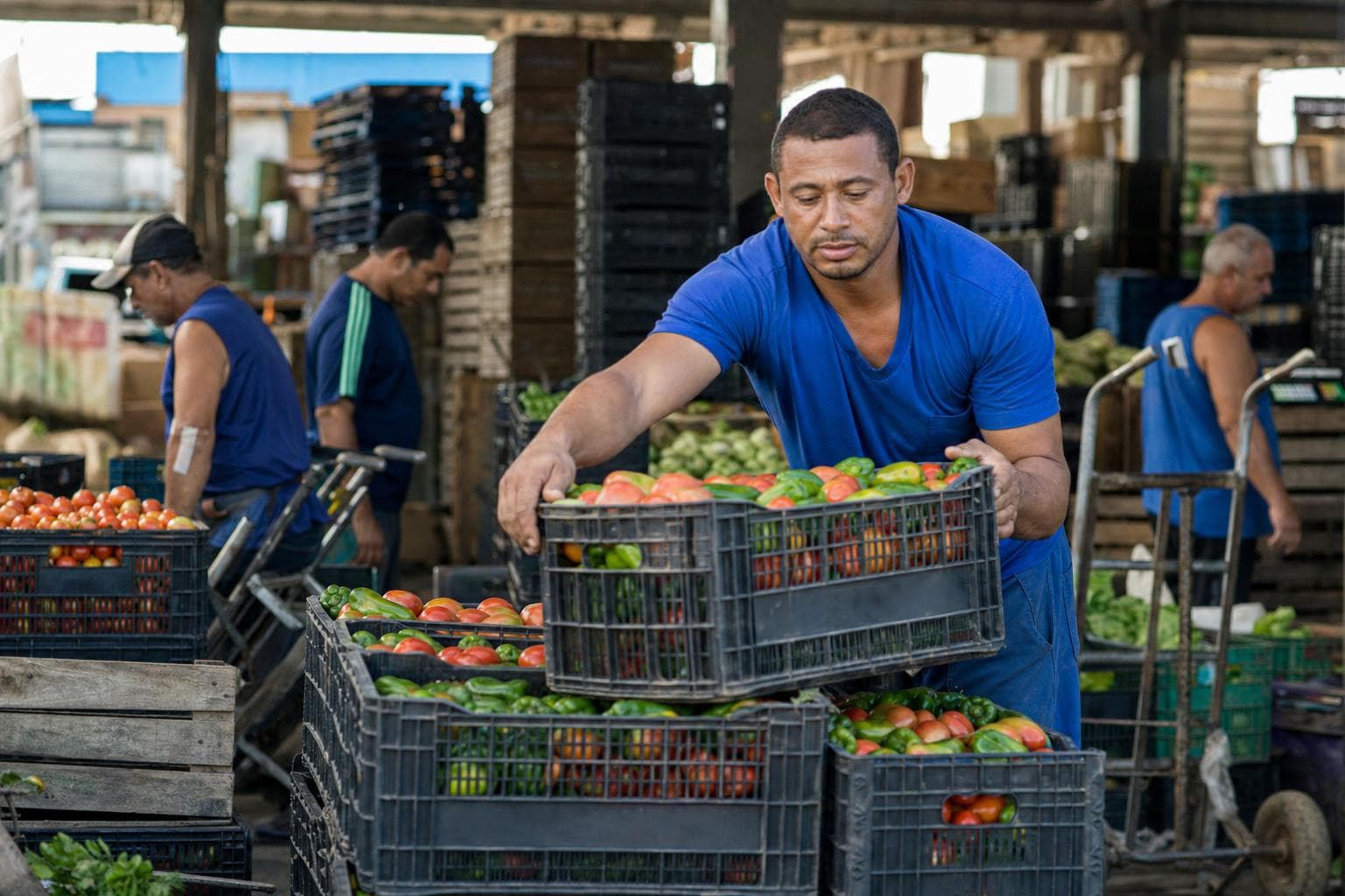 Comerciante empilhando caixas de tomate em um box de central de abastecimento de madrugada