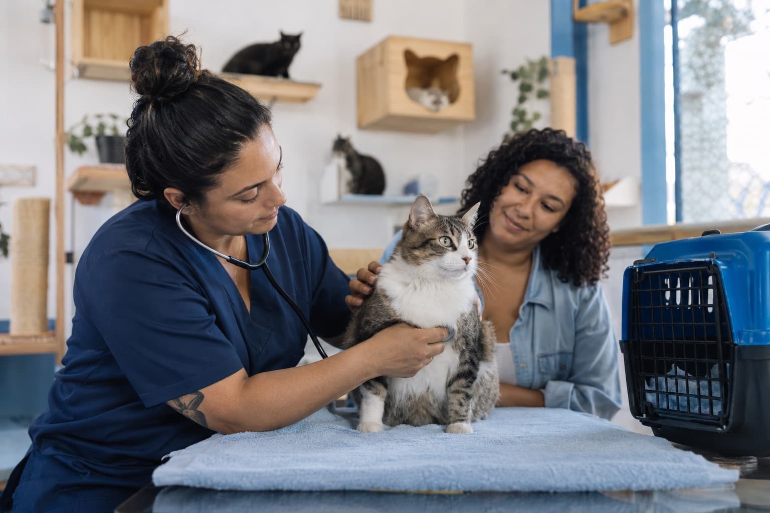 Veterinária de jaleco azul examinando com calma um gato sobre a mesa numa clínica só de gatos, com prateleiras para felinos e caixa de transporte ao lado