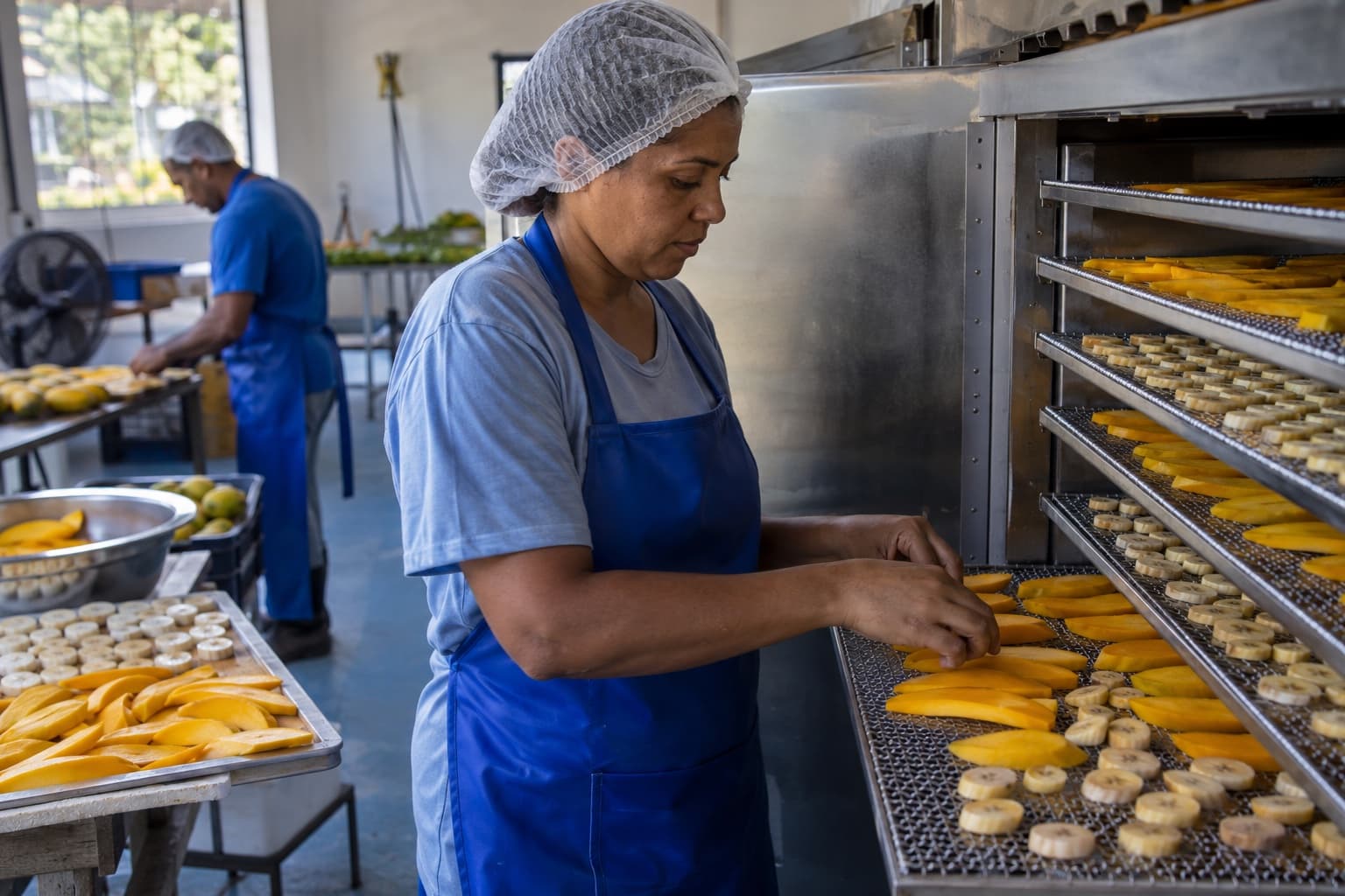 Funcionária de avental azul e touca arrumando fatias de manga e banana em bandejas de um desidratador numa pequena fábrica