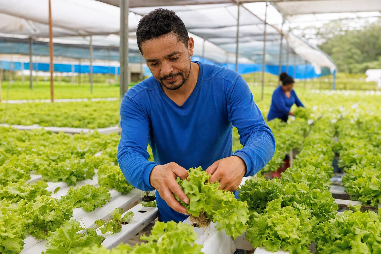 Produtor colhendo alface em bancadas de cultivo hidropônico dentro de uma estufa