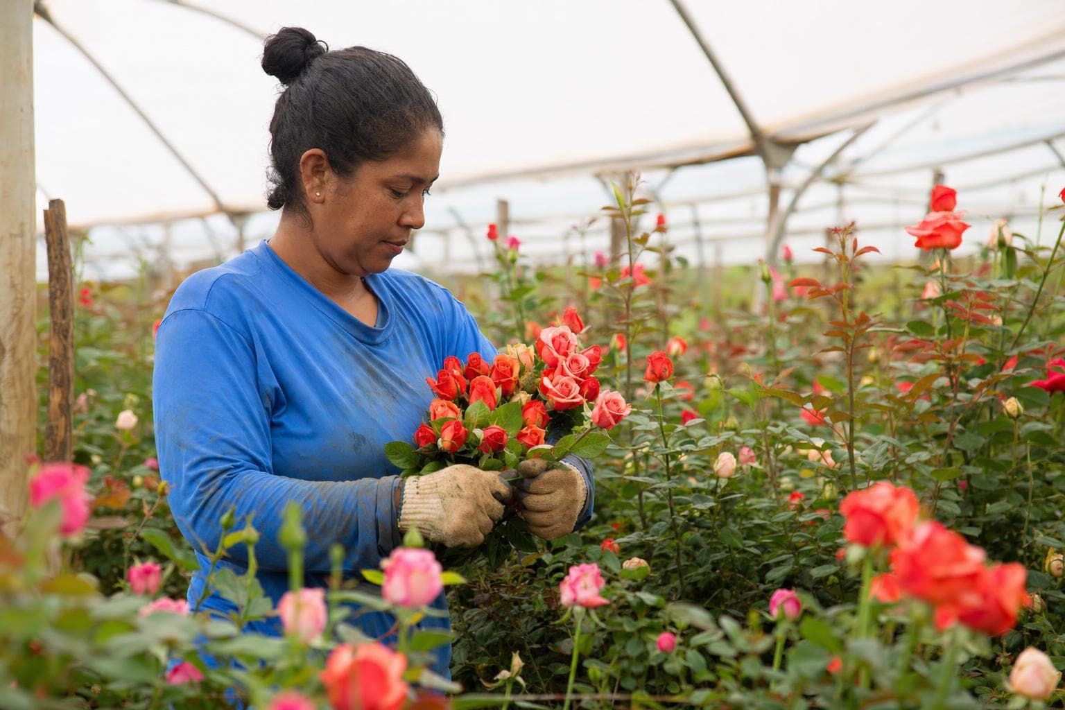 Produtora colhendo rosas em uma estufa de flores com fileiras coloridas
