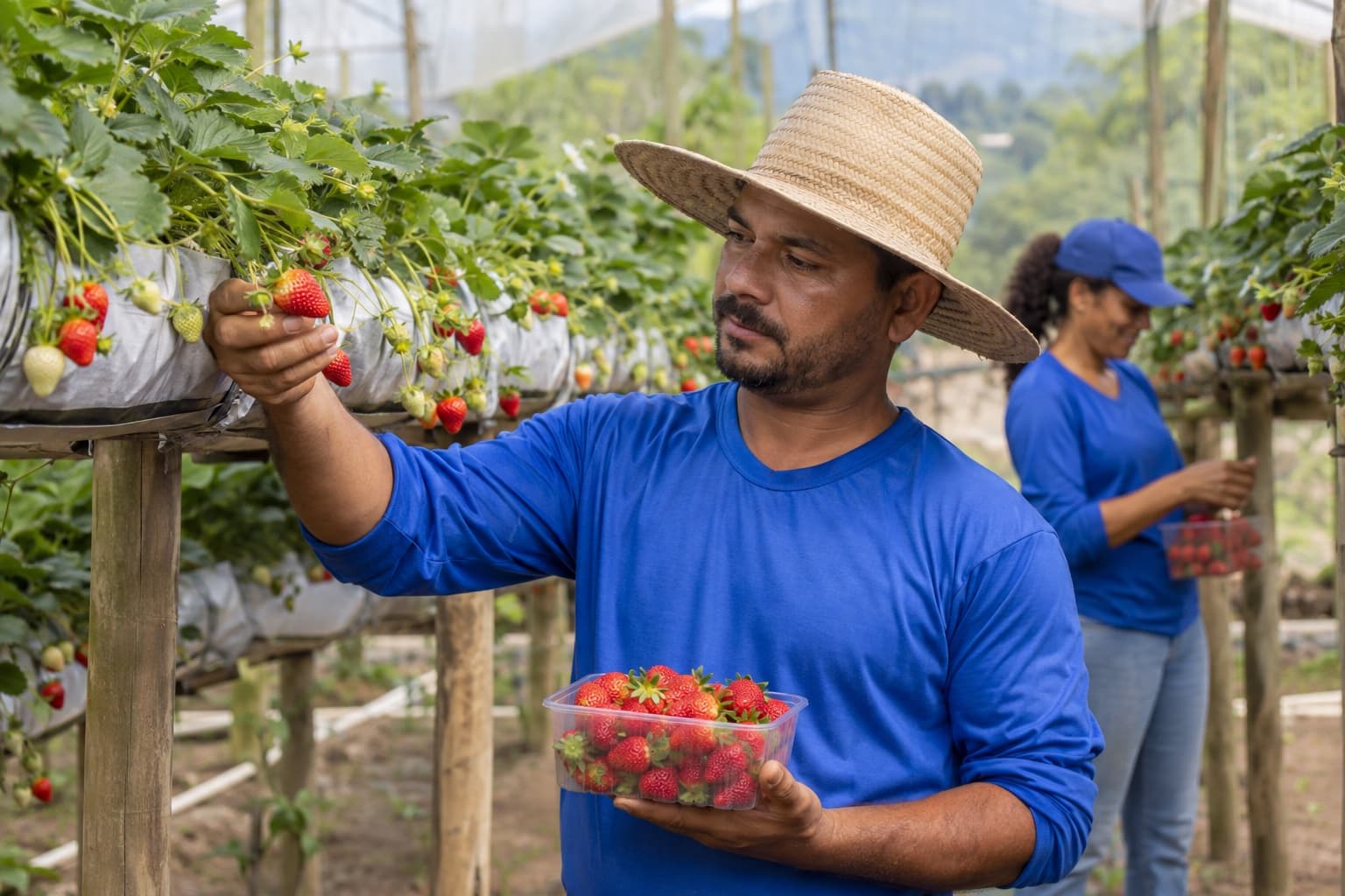 Produtor de camiseta azul e chapéu de palha colhendo morangos maduros de sacos de cultivo suspensos numa estufa, enchendo uma cumbuca plástica